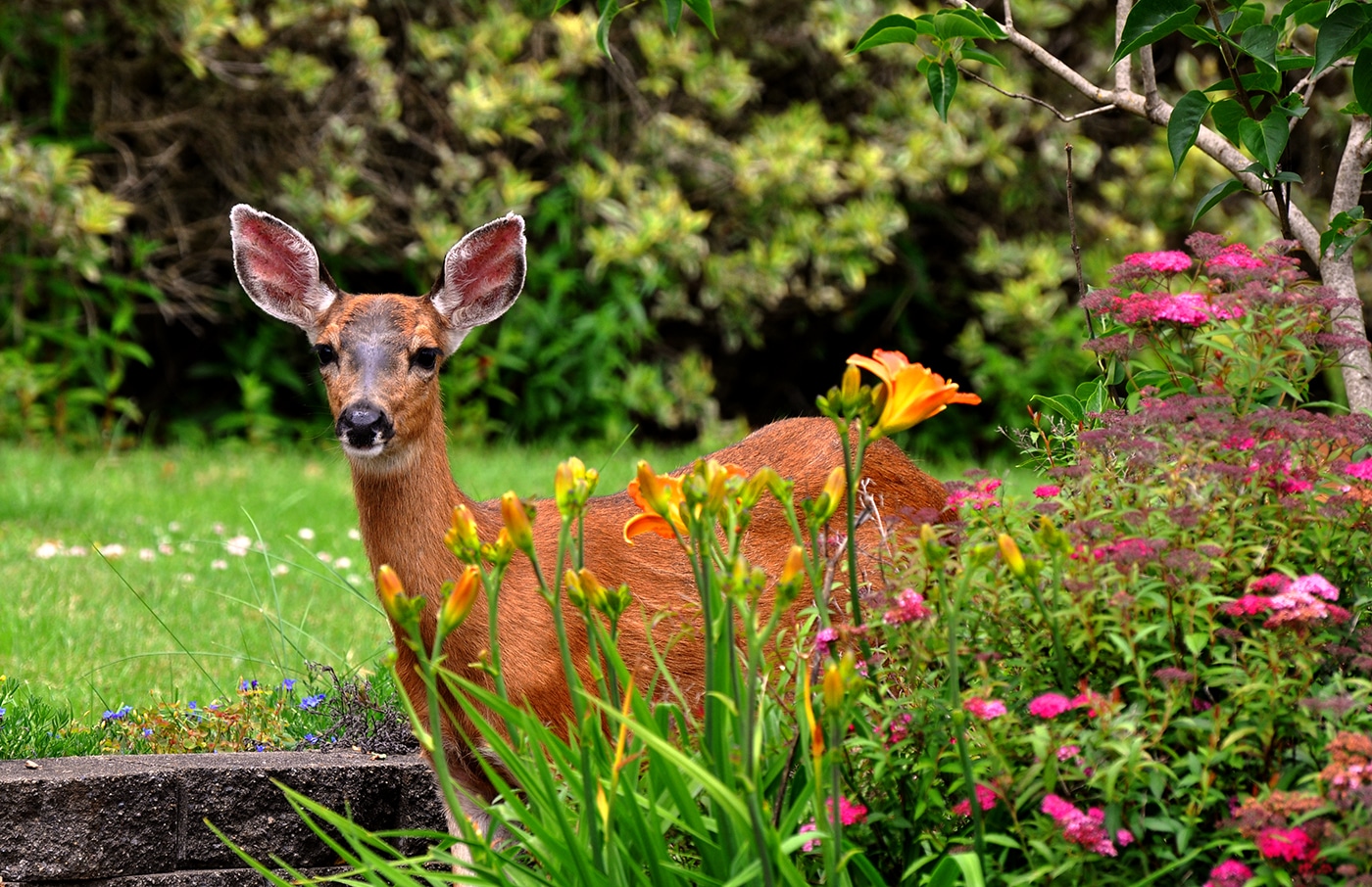 How do I keep deer and rabbits from eating my plants