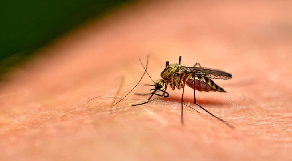 Avoiding Mosquitos Zika Virus