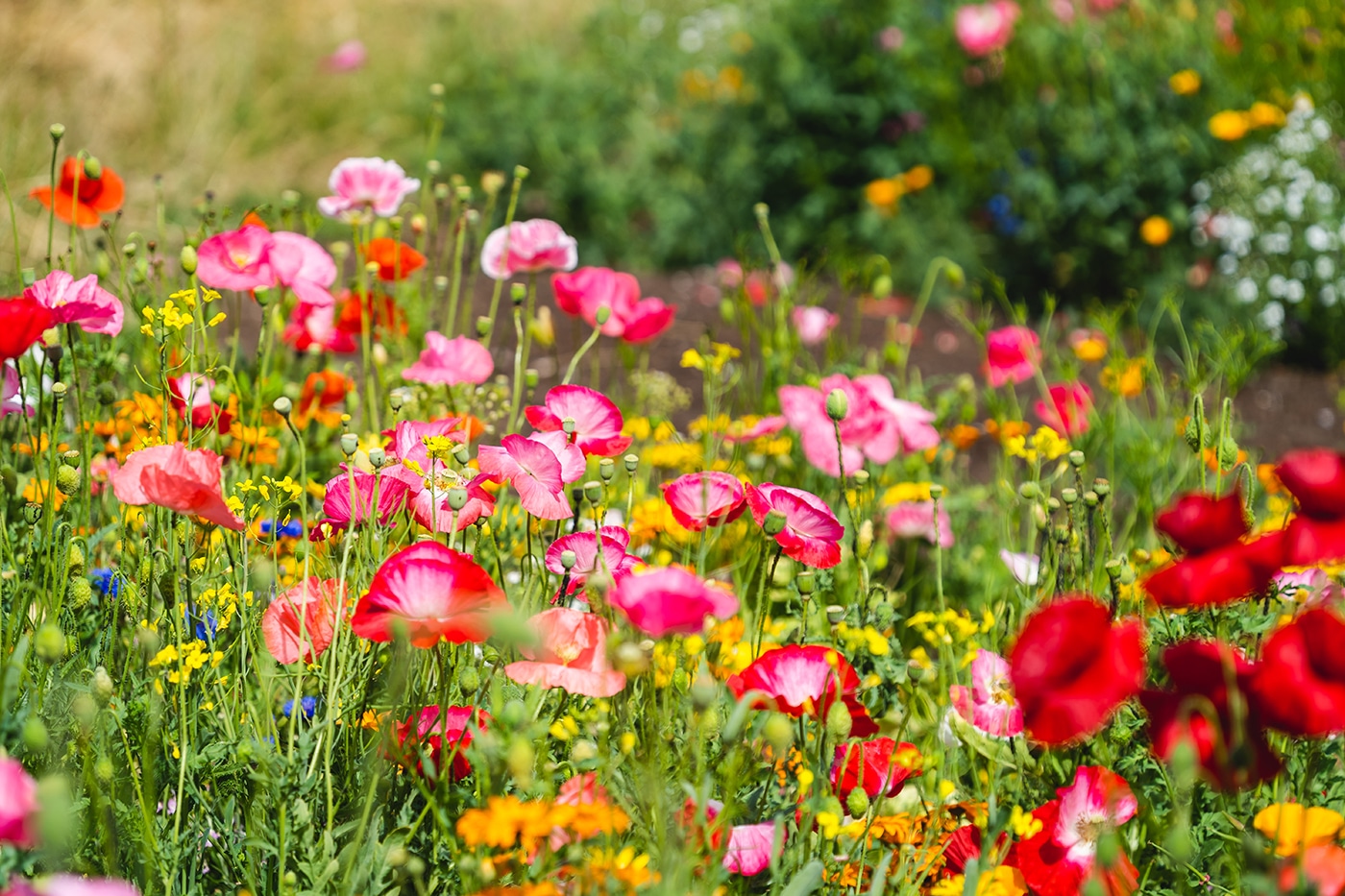 5 Quick Tips For Growing Wildflowers - Westlake Ace Hardware