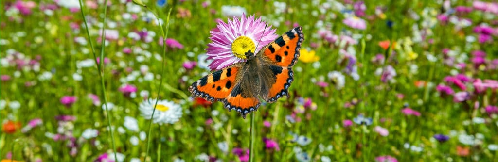 Growing Tips for Wildflower Beds