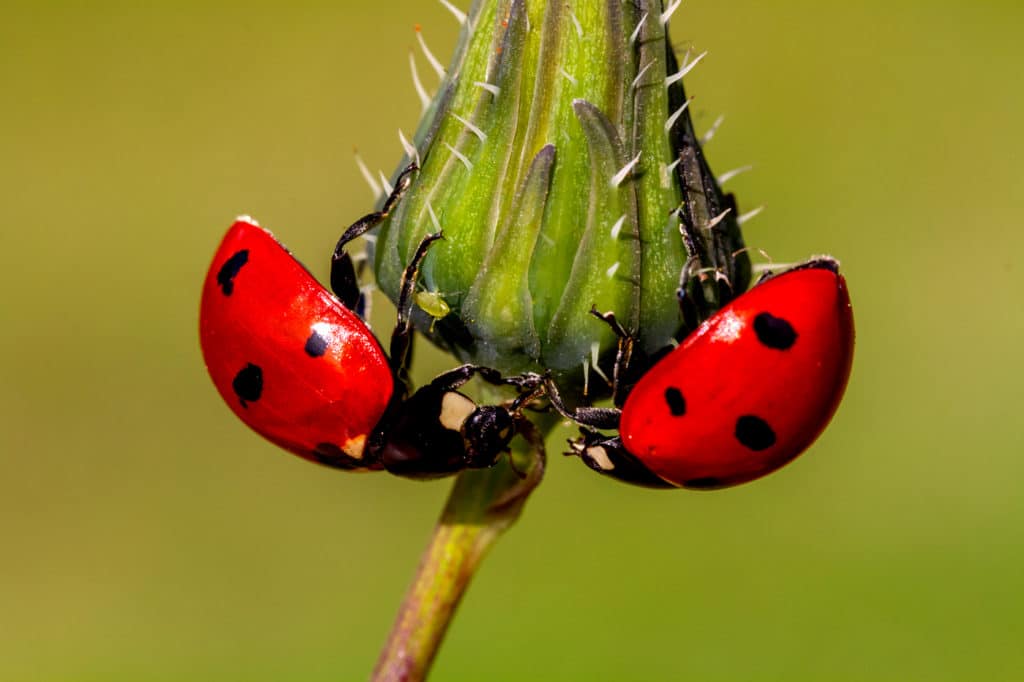 Using Live Ladybugs To Deter Pests