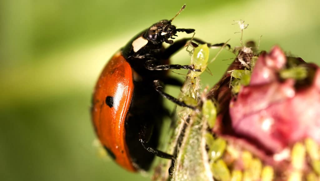 Benefits of Live Ladybugs On Your Garden
