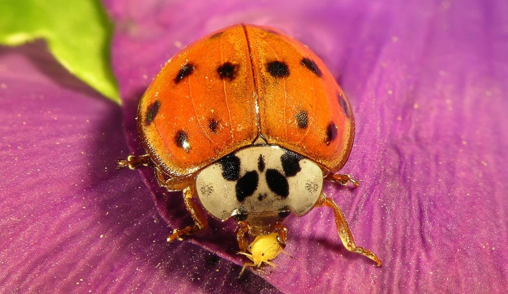 Treat Live Ladybugs With Care Before Deploying To Your Garden