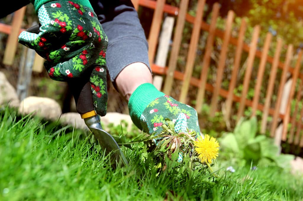 Fall Lawn Fertilization Helps Eliminate Weed Growth Early In The Spring