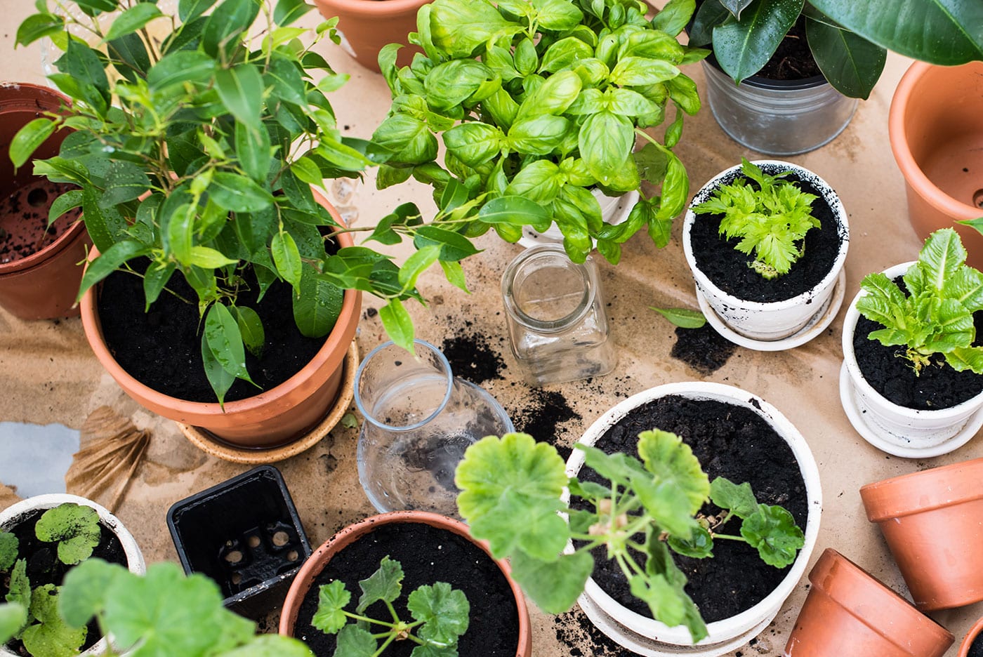 Indoor Outdoor Plants helping them transition from warm to cold seasons